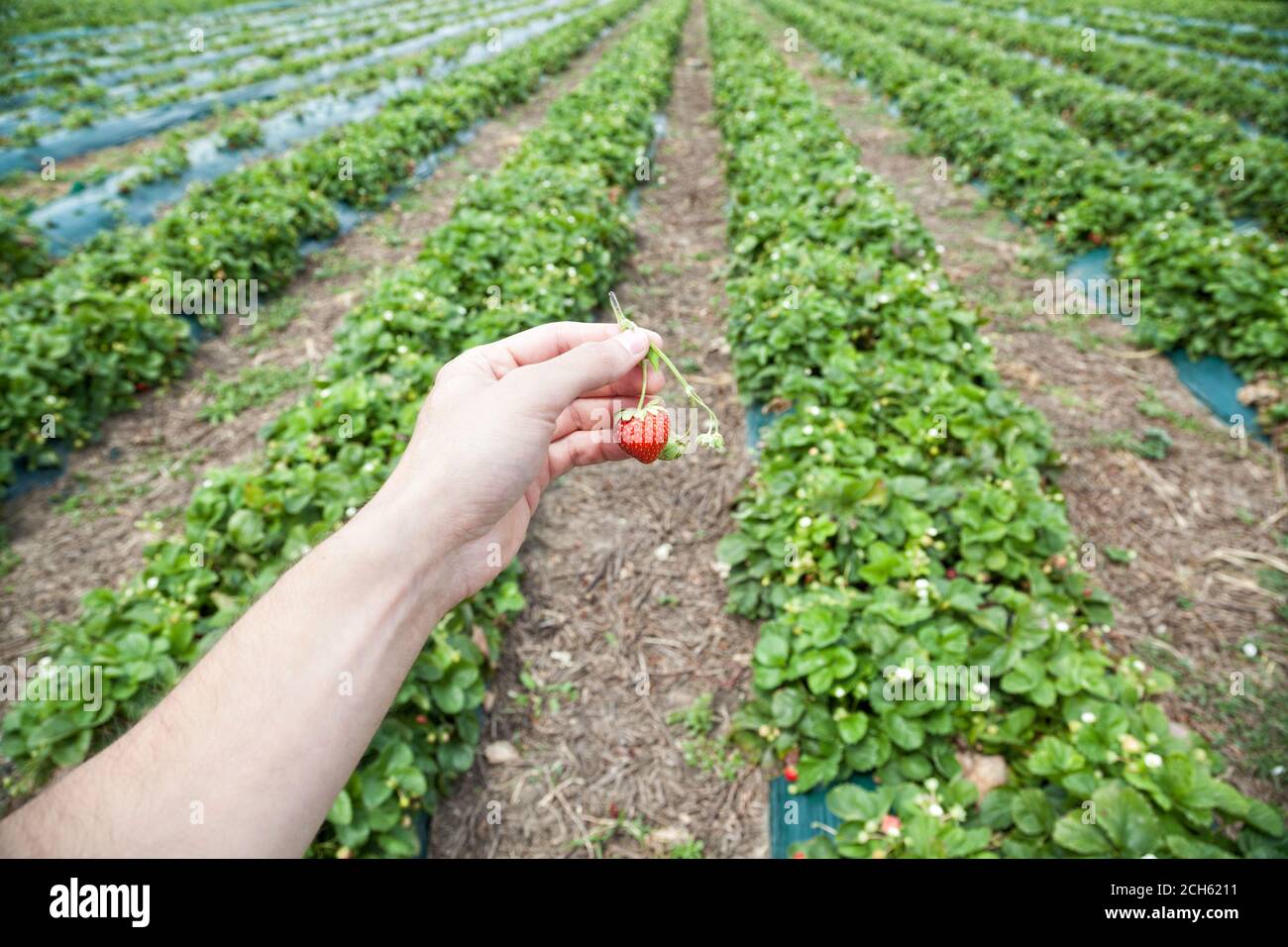 Hand holding red strawberry with blurred field Stock Photo - Alamy