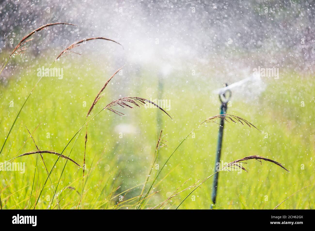 Organic vegetables garden with water sprinkler system, focus on Vetiver Grass, a tool for sustainable agriculture. Stock Photo