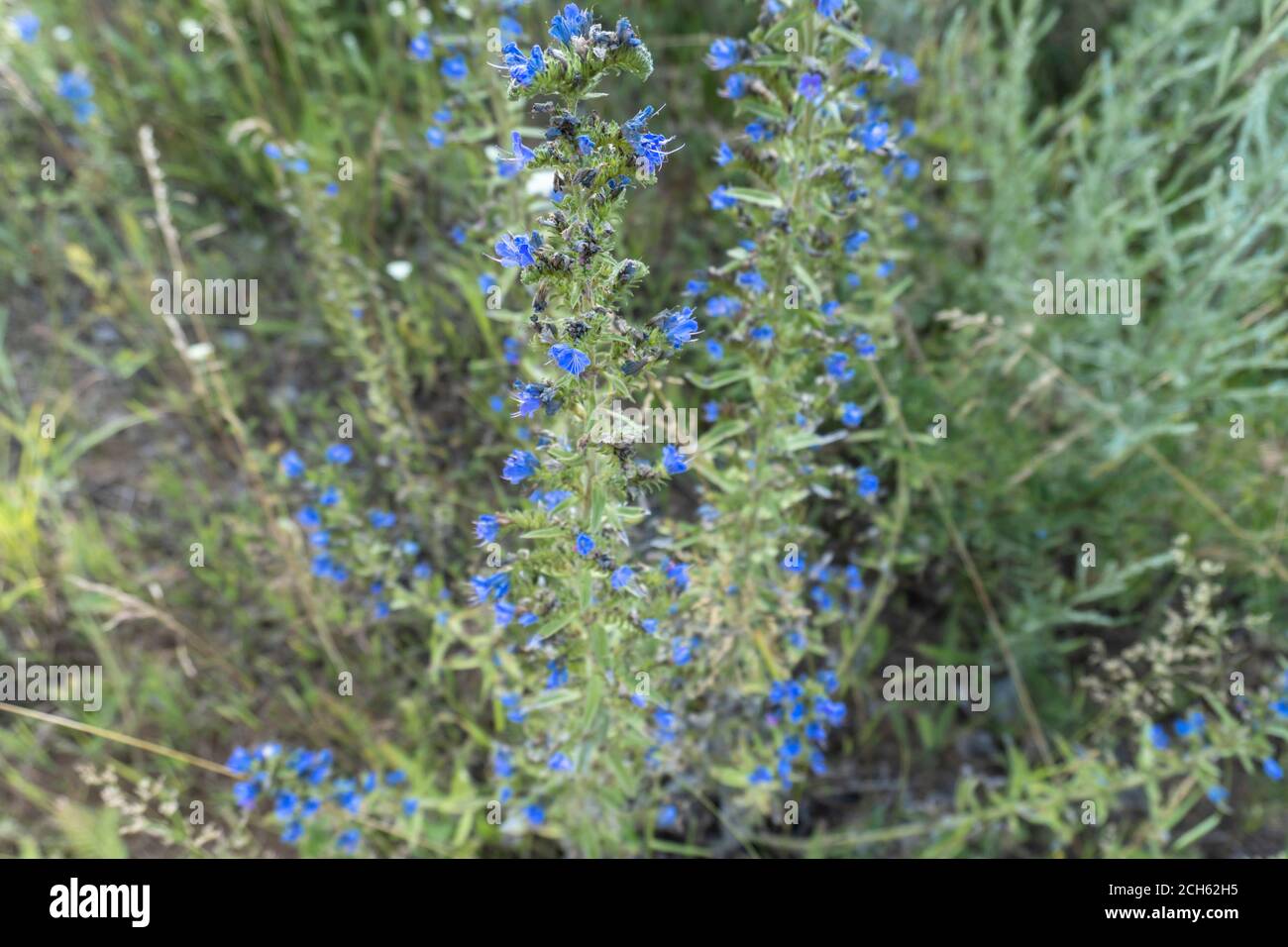 Photos of wildflowers hi-res stock photography and images - Alamy