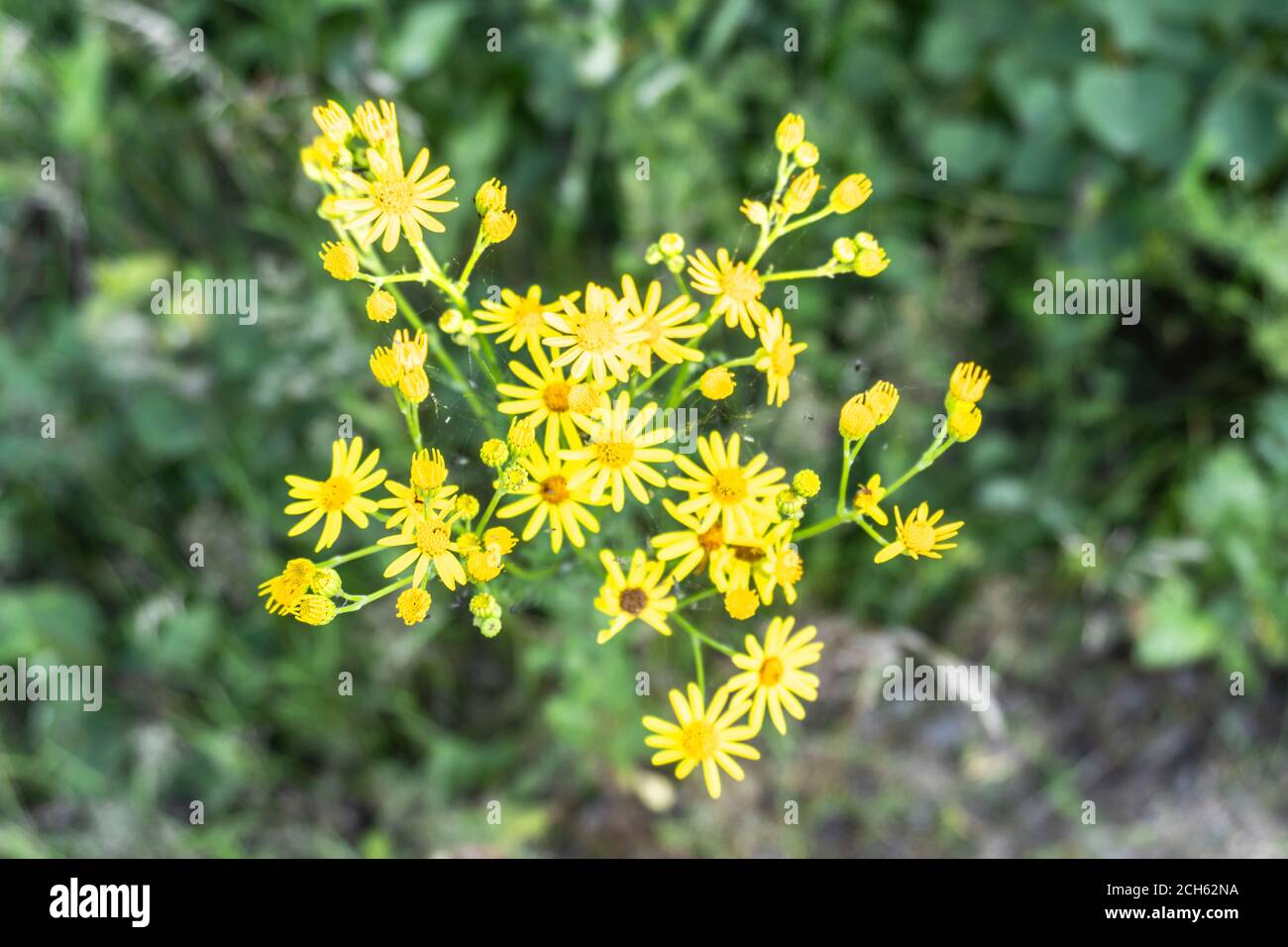 Photos Of Wildflowers High Resolution Stock Photography and Images - Alamy