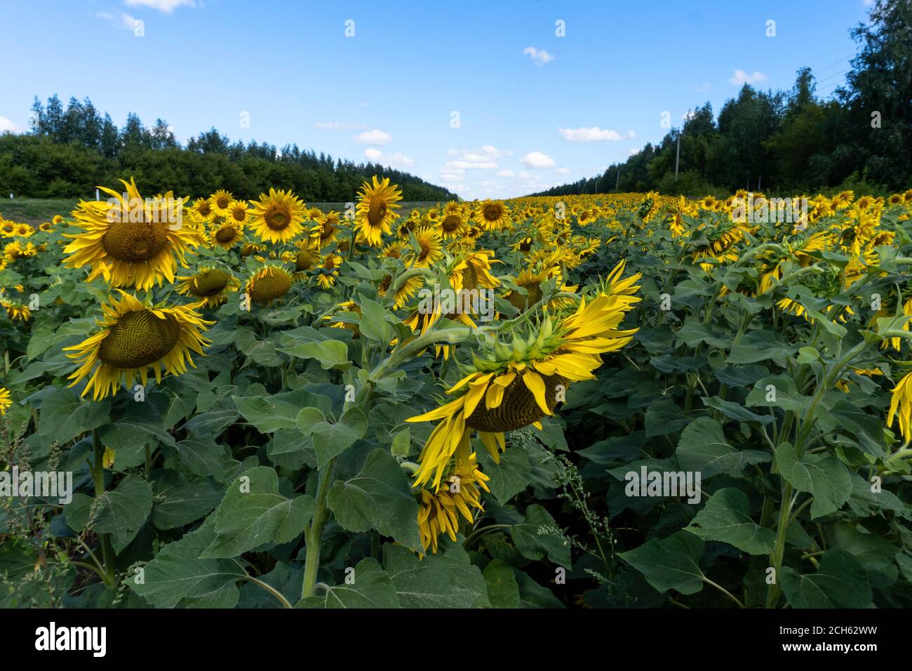 photo sunflowers in the field beautiful background Stock Photo - Alamy