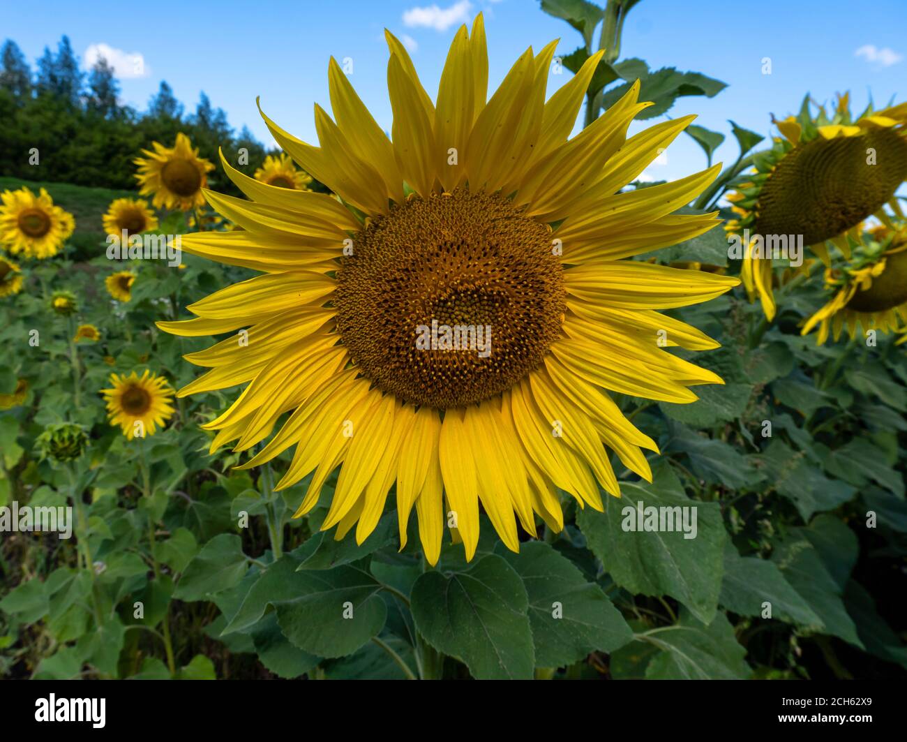 photo sunflowers in the field beautiful background Stock Photo - Alamy