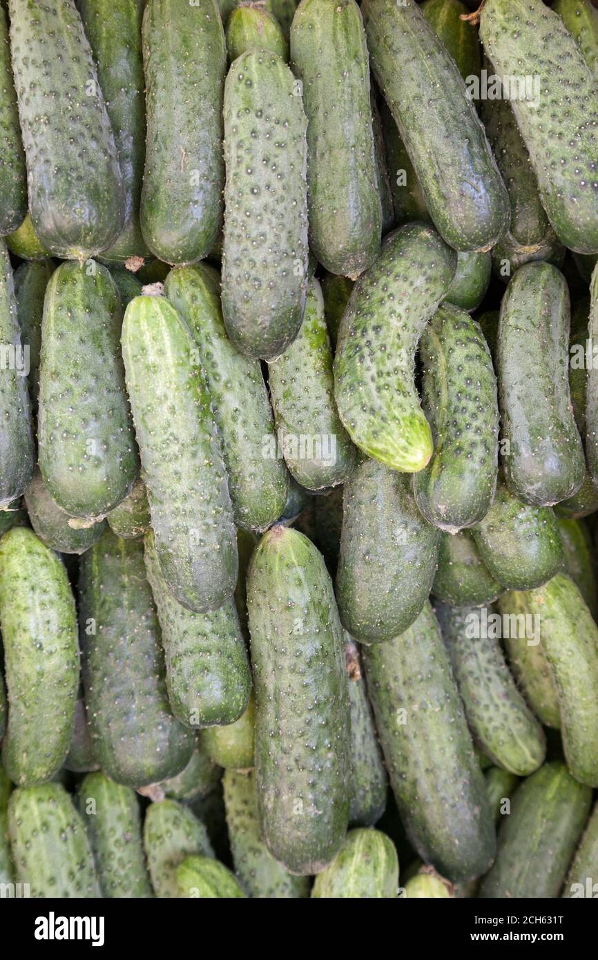 https://c8.alamy.com/comp/2CH631T/bunch-of-freshly-picked-cucumbers-with-selective-focus-2CH631T.jpg