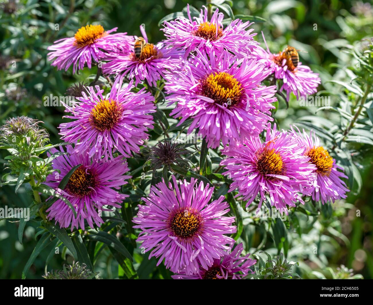 Closeup of bright purple aster flowers in a garden, Aster novi-belgii Peter Pan Stock Photo