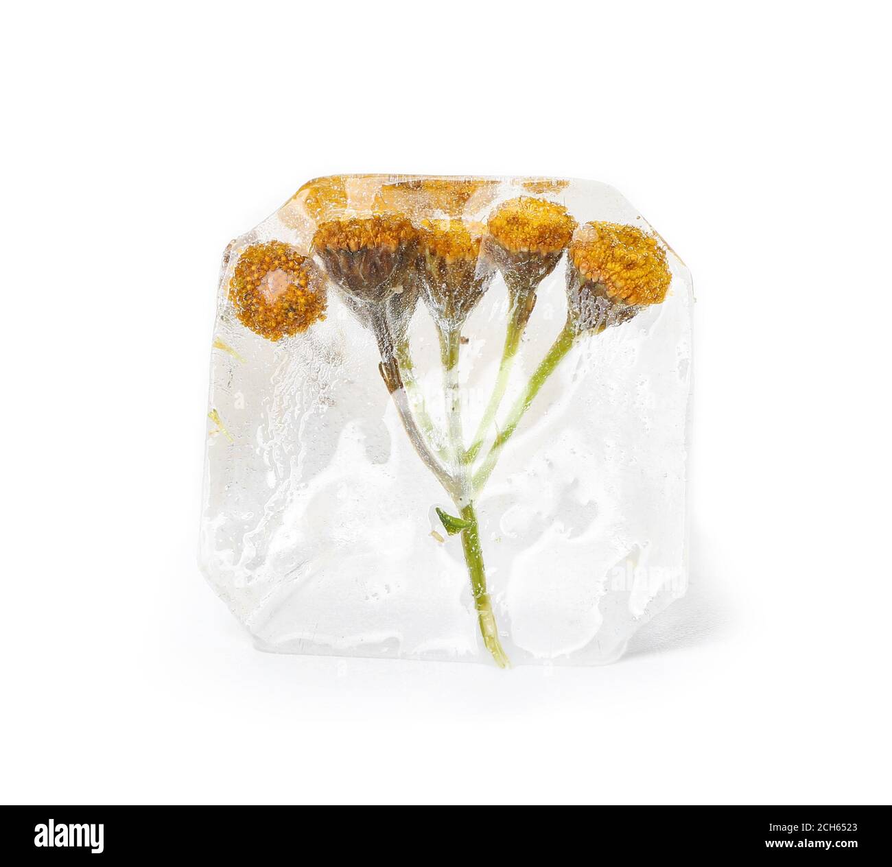 Frozen flowers in ice on white background Stock Photo Alamy