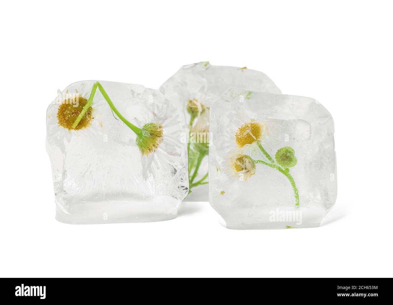 Frozen flowers in ice on white background Stock Photo Alamy