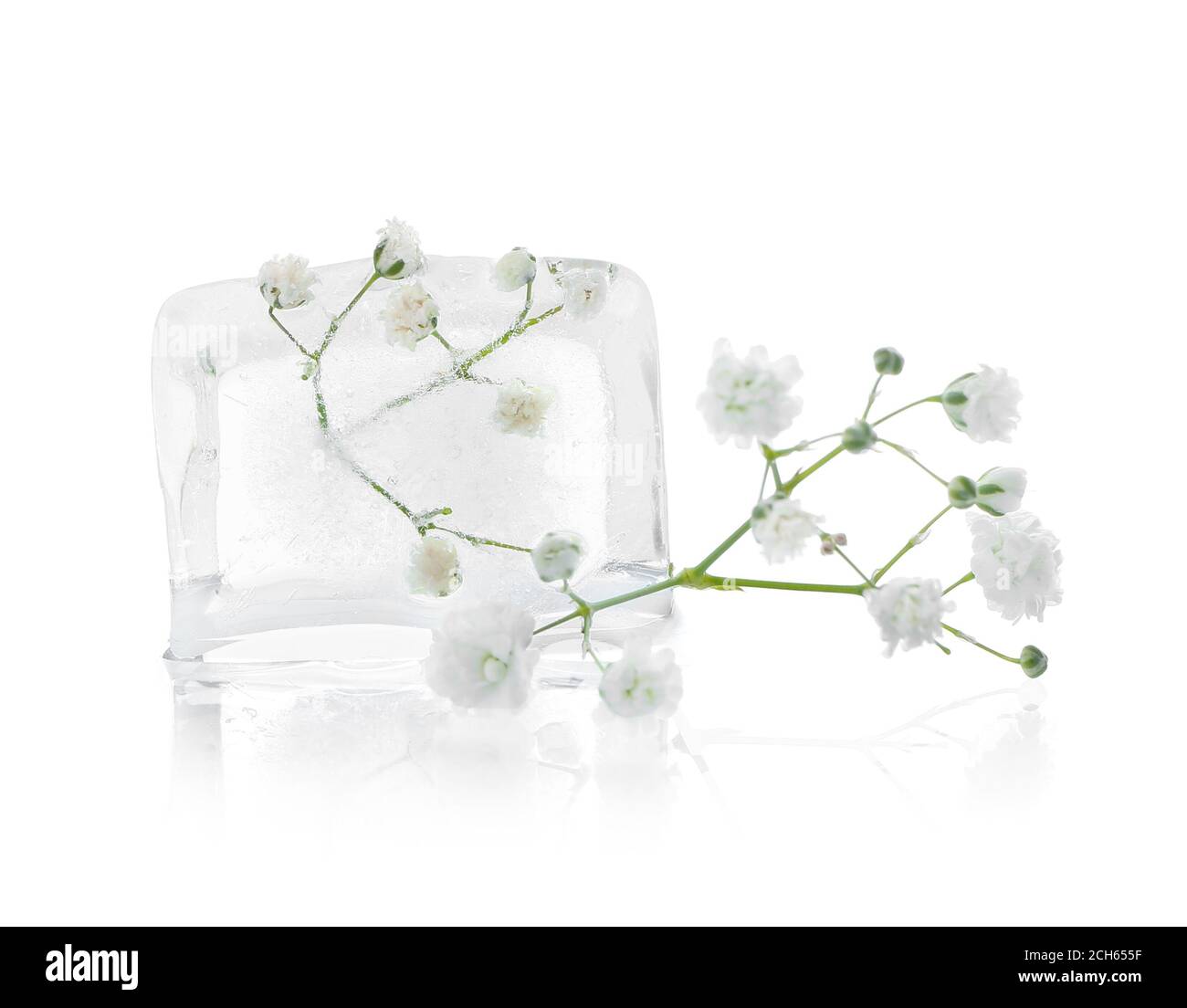 Frozen flowers in ice on white background Stock Photo Alamy