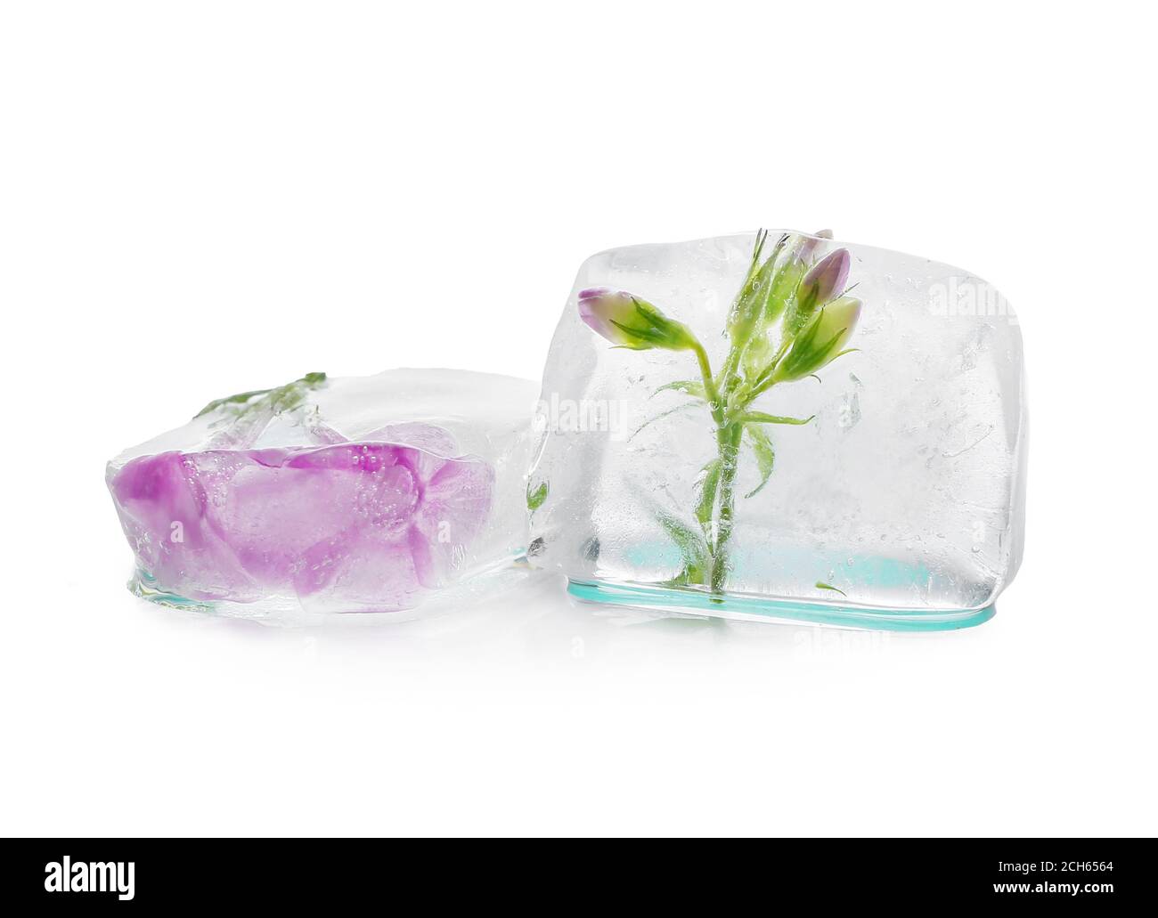 Frozen flowers in ice on white background Stock Photo Alamy