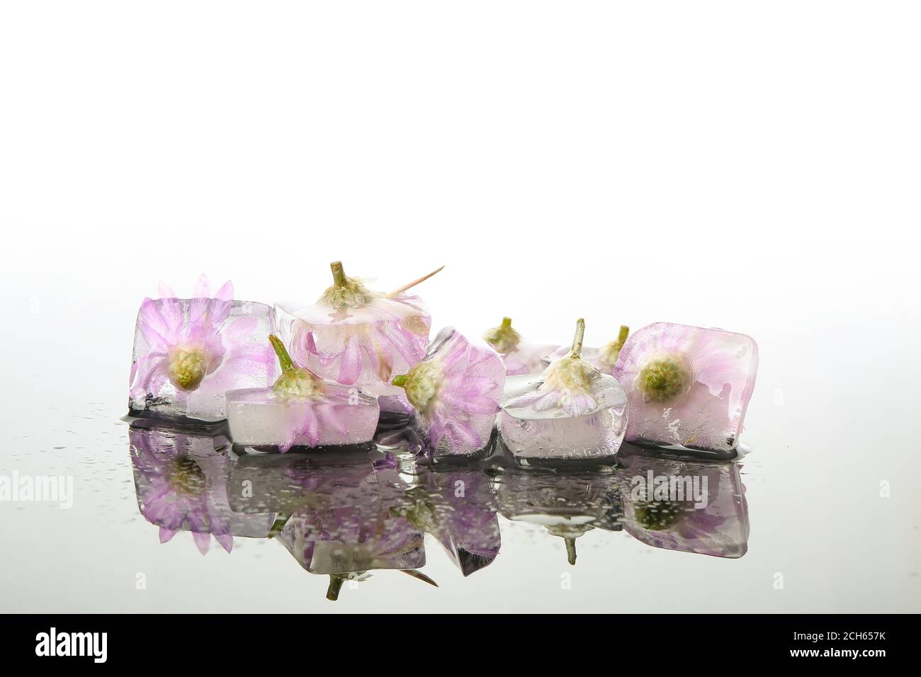 Frozen flowers in ice on white background Stock Photo Alamy