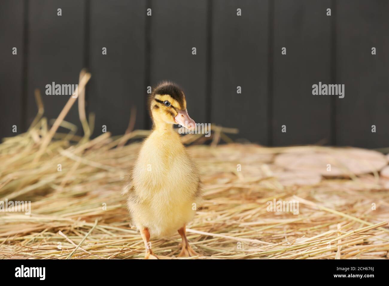 Ducklings on straw hi-res stock photography and images - Alamy