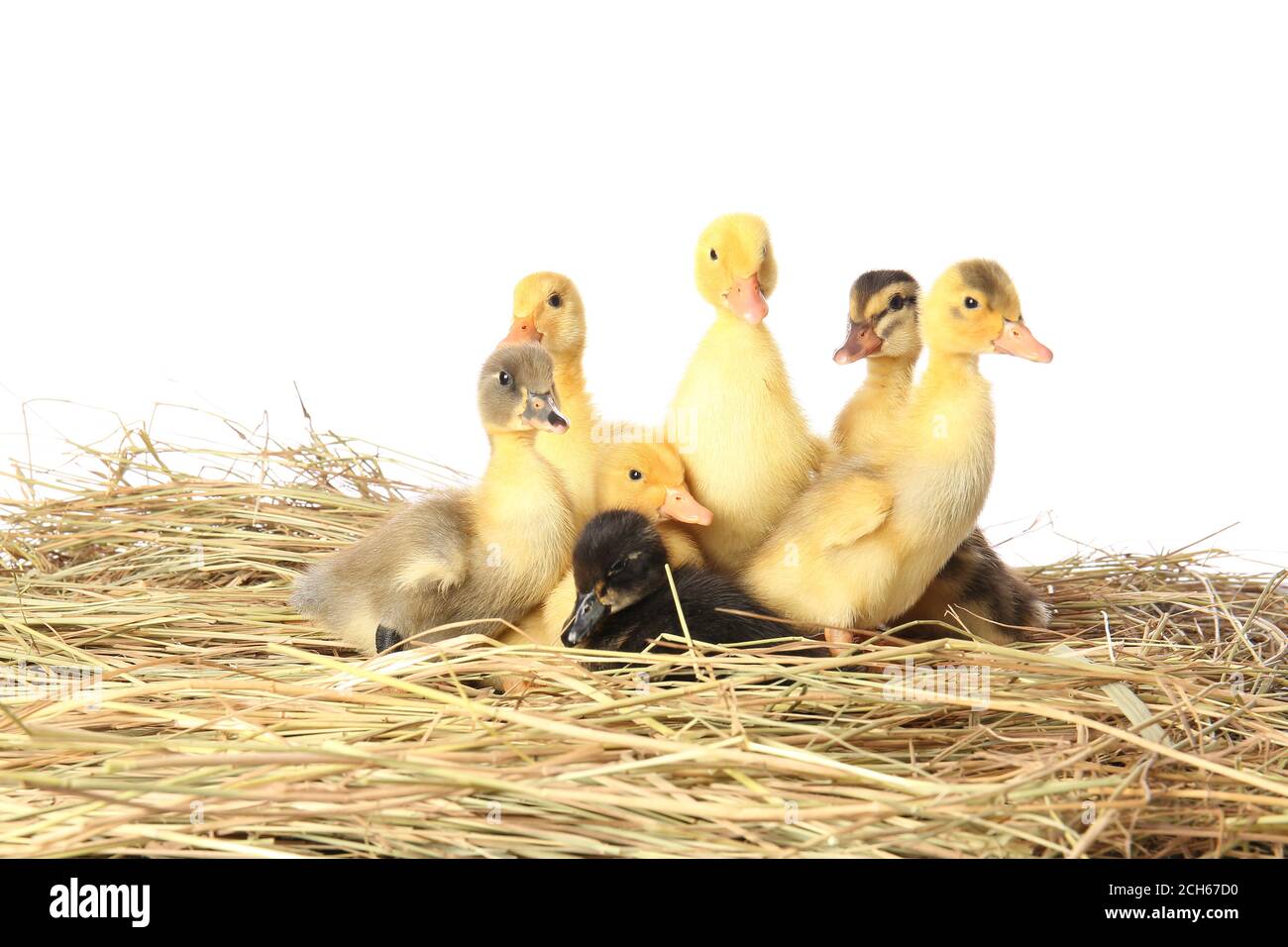 Ducklings on straw hi-res stock photography and images - Alamy
