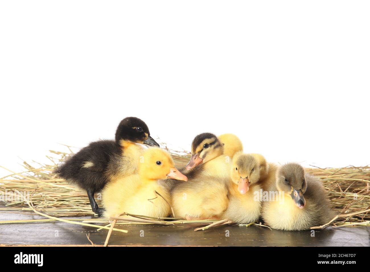 https://c8.alamy.com/comp/2CH67D7/cute-ducklings-on-straw-against-white-background-2CH67D7.jpg