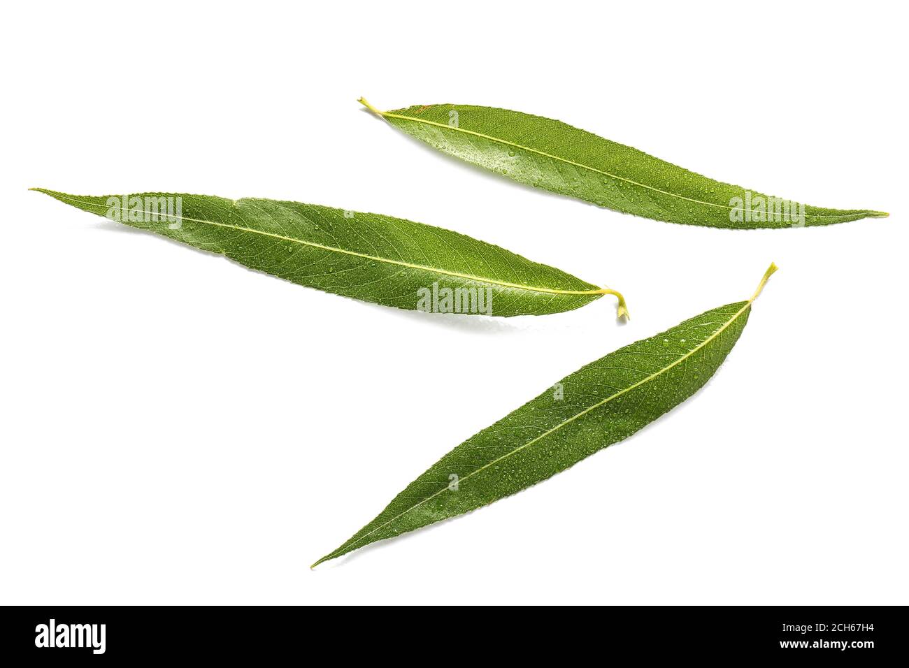 Green osier leaves on white background Stock Photo - Alamy