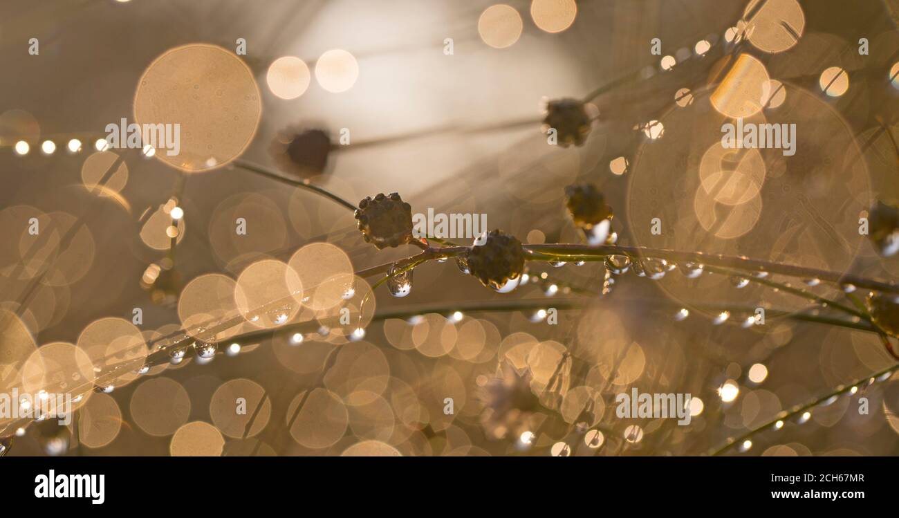 Close up of morning dew drops condensation on a plant Stock Photo