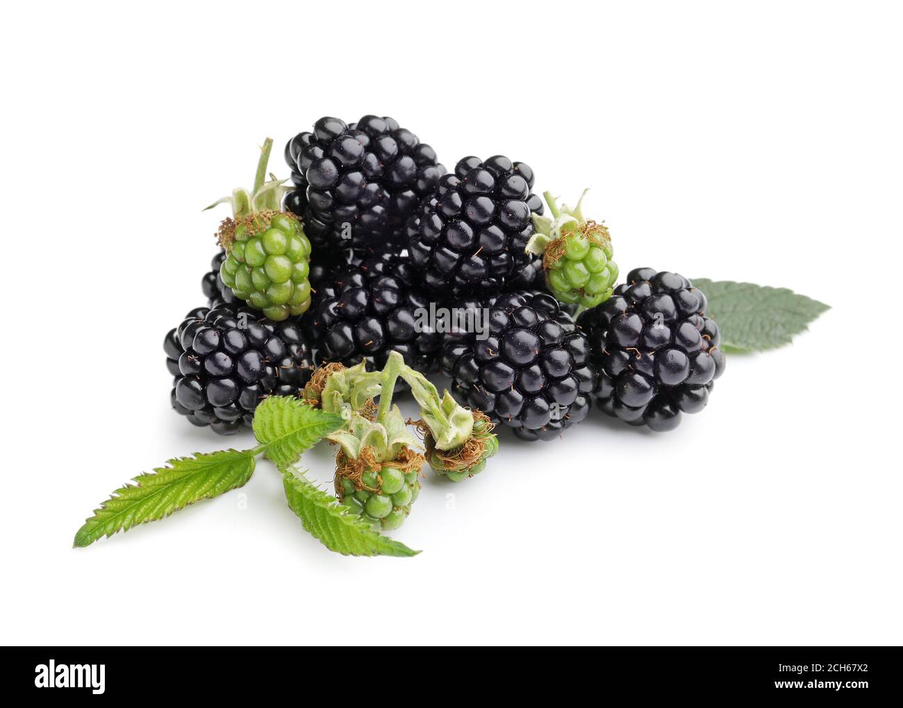 Under Ripe Blackerry Unripe blackberry berries Cut Out Stock Images & Pictures - Alamy