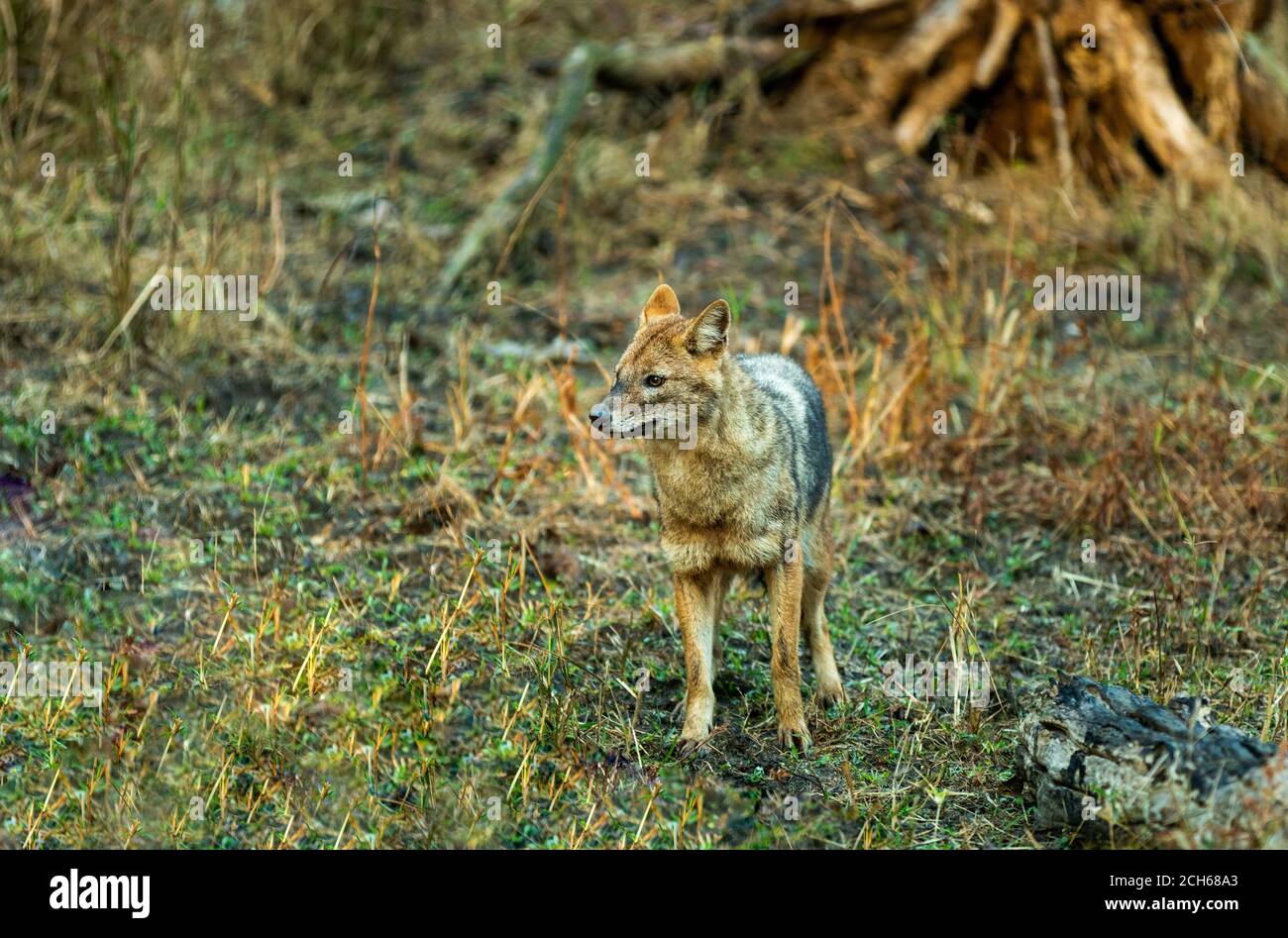 Nature painting or scenery of  Indian jackal (Canis aureus indicus) or Himalayan jackal or Golden jackal in golden hour at forest of central India Pen Stock Photo