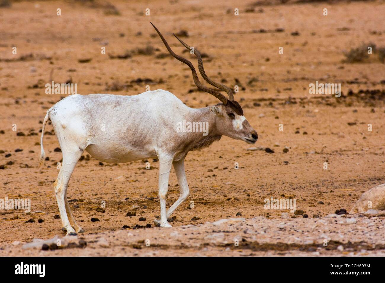 Addax (Addax nasomaculatus) critically endangered desert antelope, Extinct in the wild in Israel. Photographed at the Yotvata Hai-Bar Nature Reserve b Stock Photo