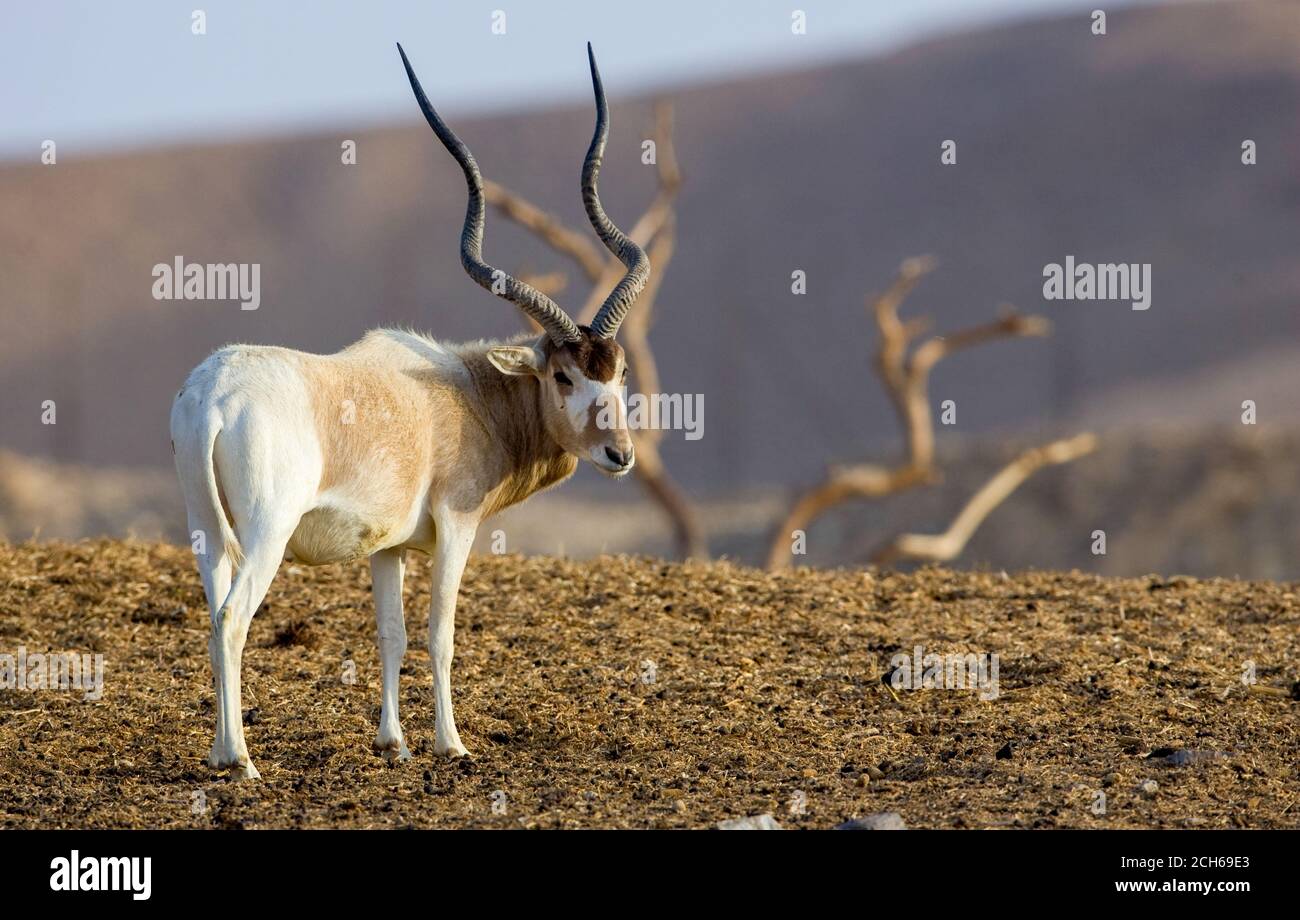 Addax (Addax nasomaculatus) critically endangered desert antelope, Extinct in the wild in Israel. Photographed at the Yotvata Hai-Bar Nature Reserve b Stock Photo