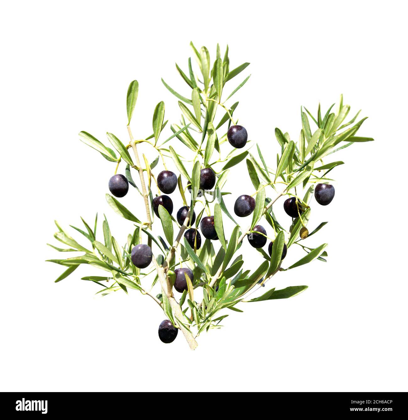 Branch of olive tree with ripe black olives. Olive branch close up