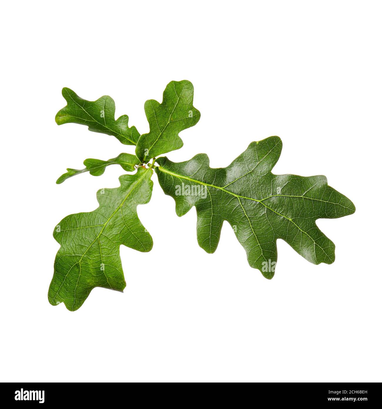 Green oak leaves on white background Stock Photo - Alamy