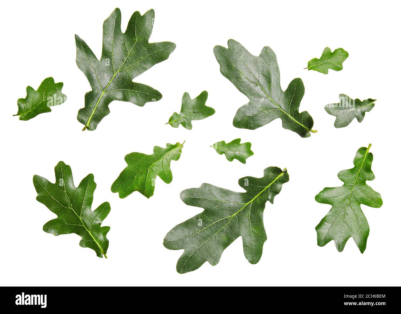 Green oak leaves on white background Stock Photo - Alamy