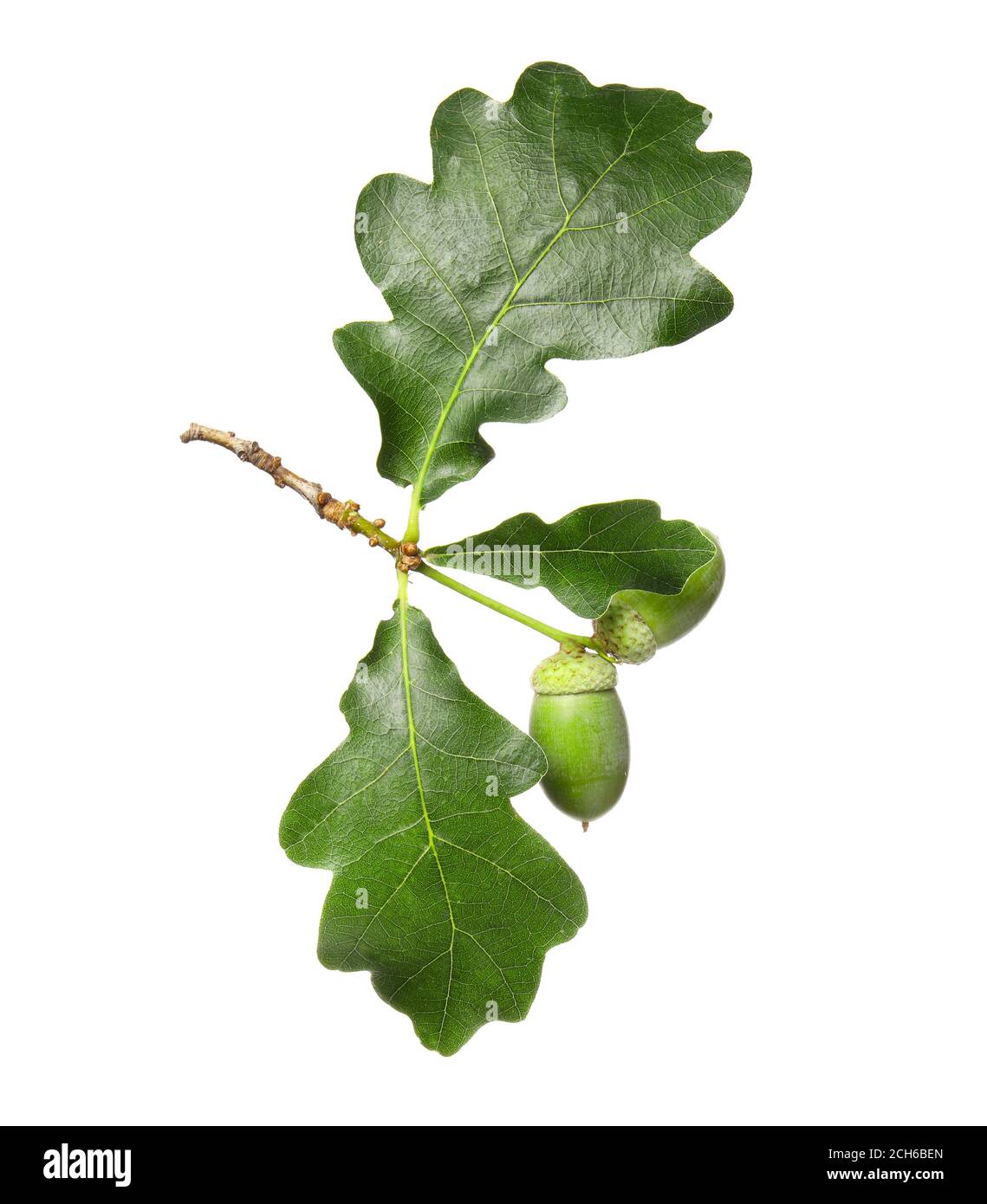Green oak leaves on white background Stock Photo - Alamy