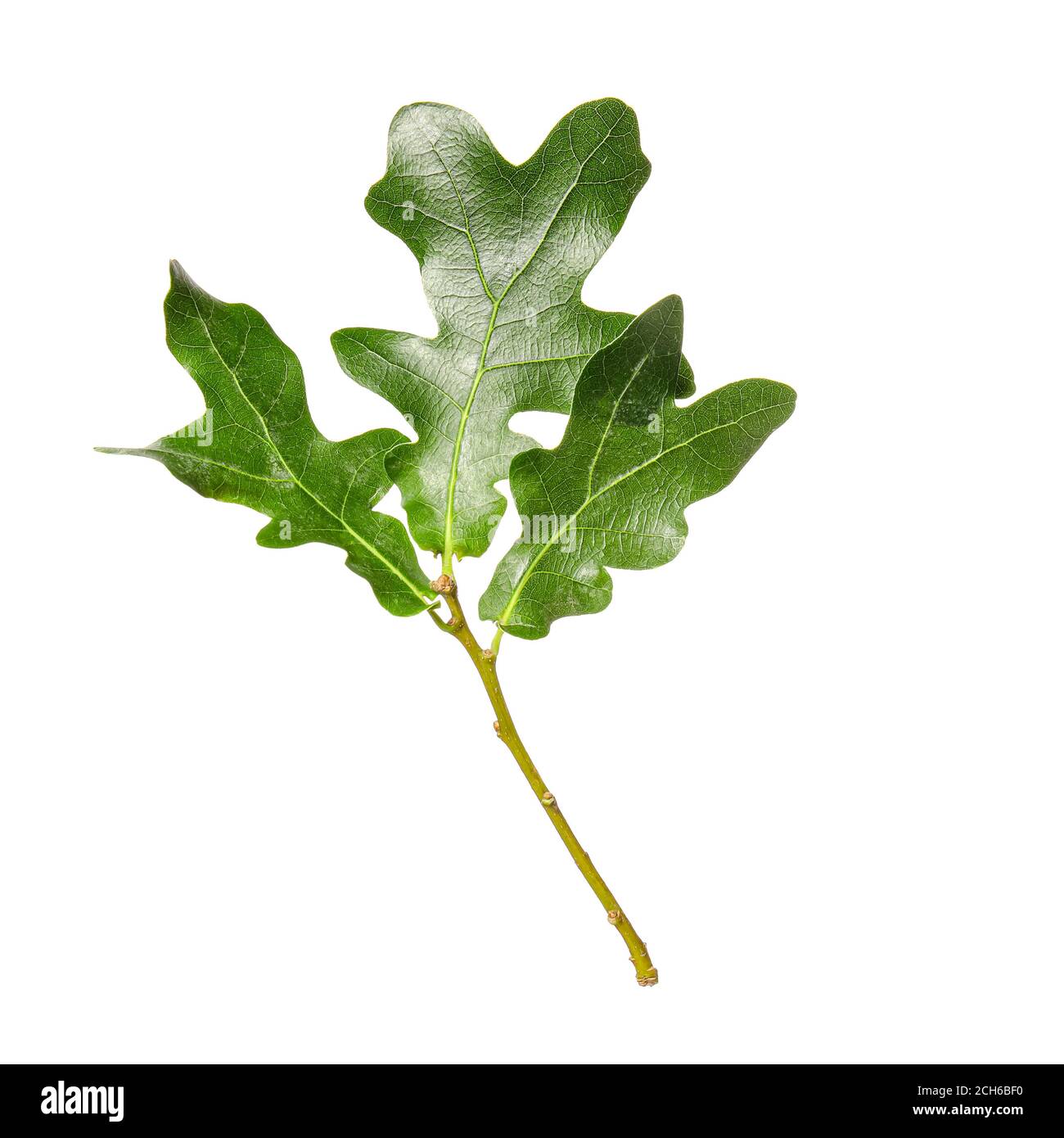 Green oak leaves on white background Stock Photo - Alamy