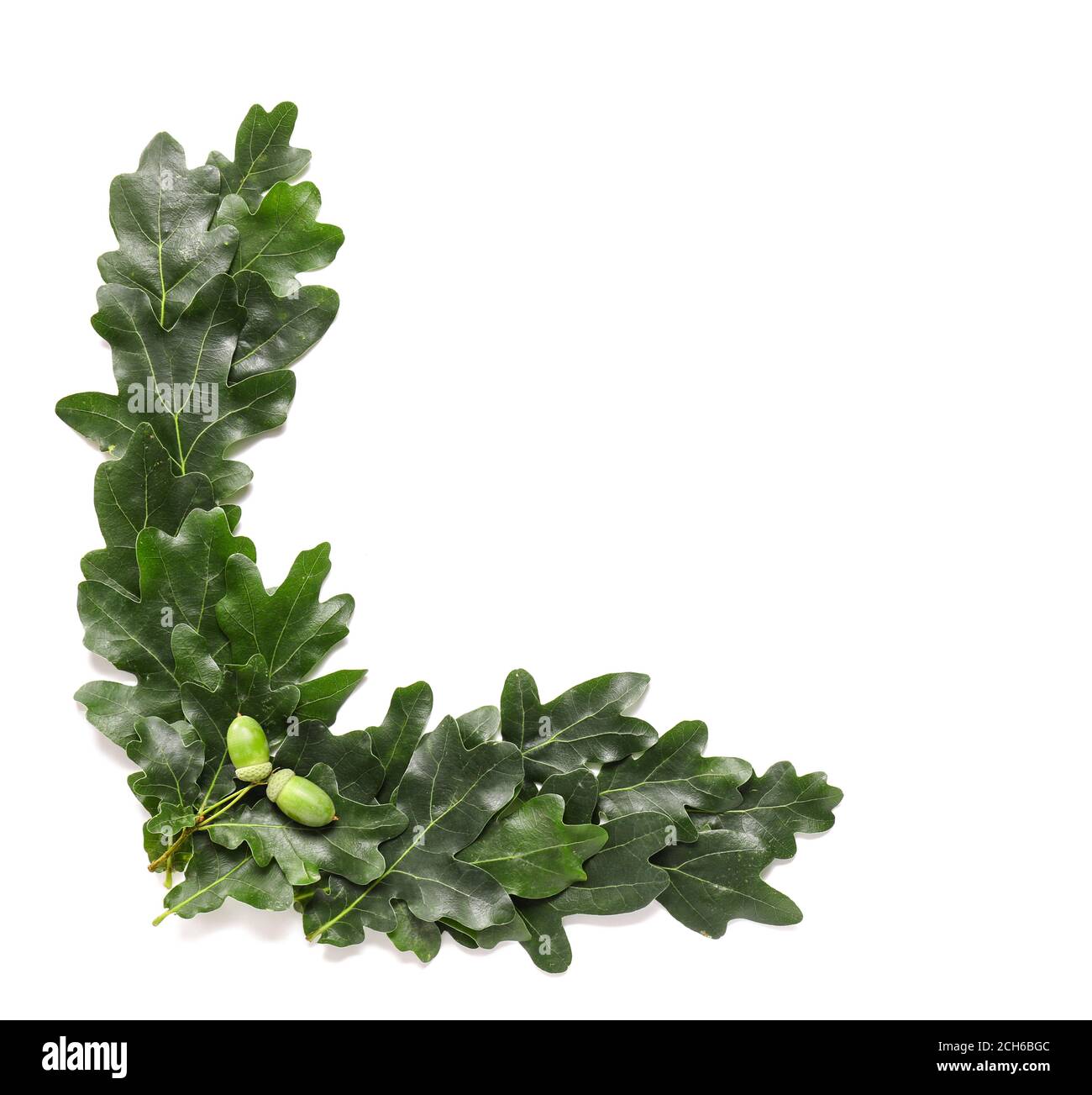 Green oak leaves on white background Stock Photo - Alamy