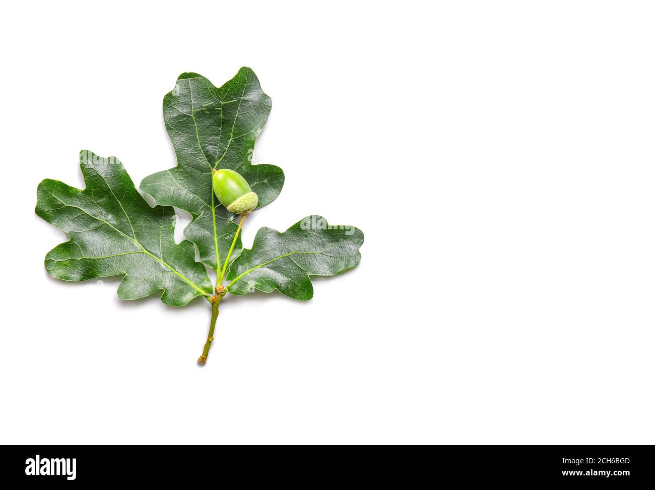 Green oak leaves on white background Stock Photo - Alamy