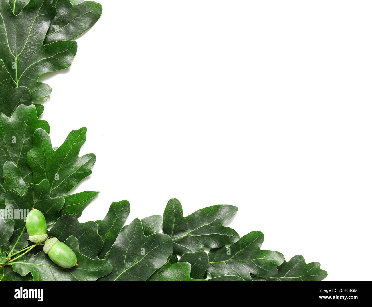 Green oak leaves on white background Stock Photo - Alamy