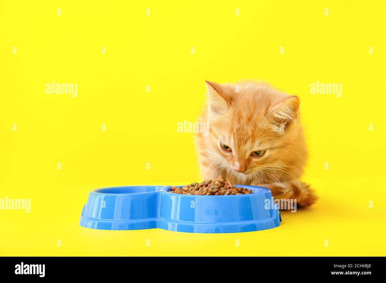 Cute funny kitten with bowl of food on color background Stock Photo Alamy