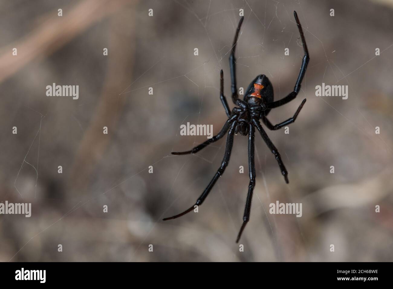 The Western black widow spider (Latrodectus hesperus) one of the few dangerously venomous spiders in North America. Seen in California. Stock Photo