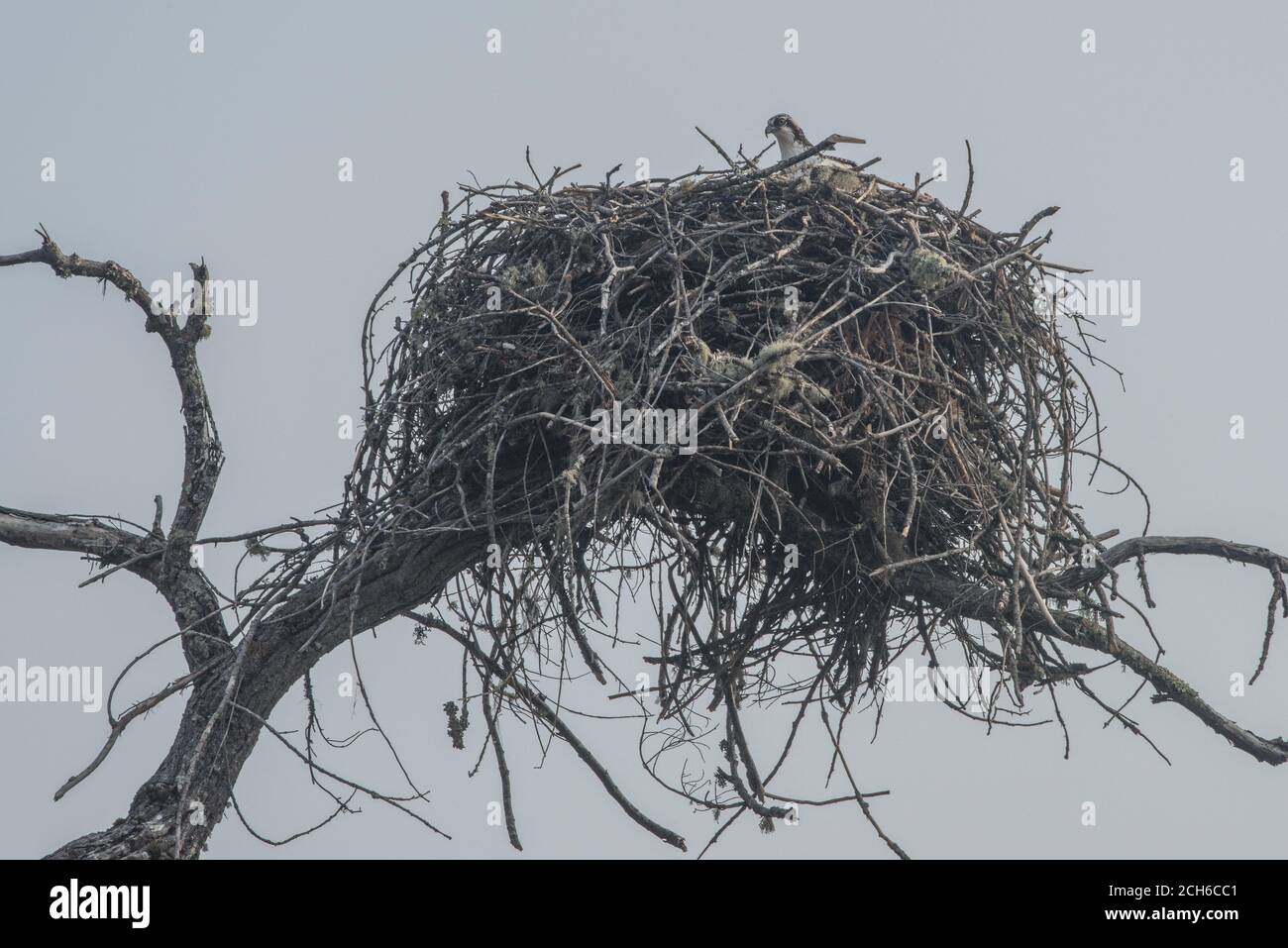 A wild osprey (Pandion haliaetus) sits in its massive nest by a lake in Mendocino County, California. Stock Photo