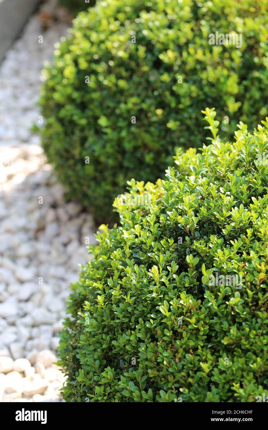 Buchs Buchsbaum Boxwood Stock Photo Alamy