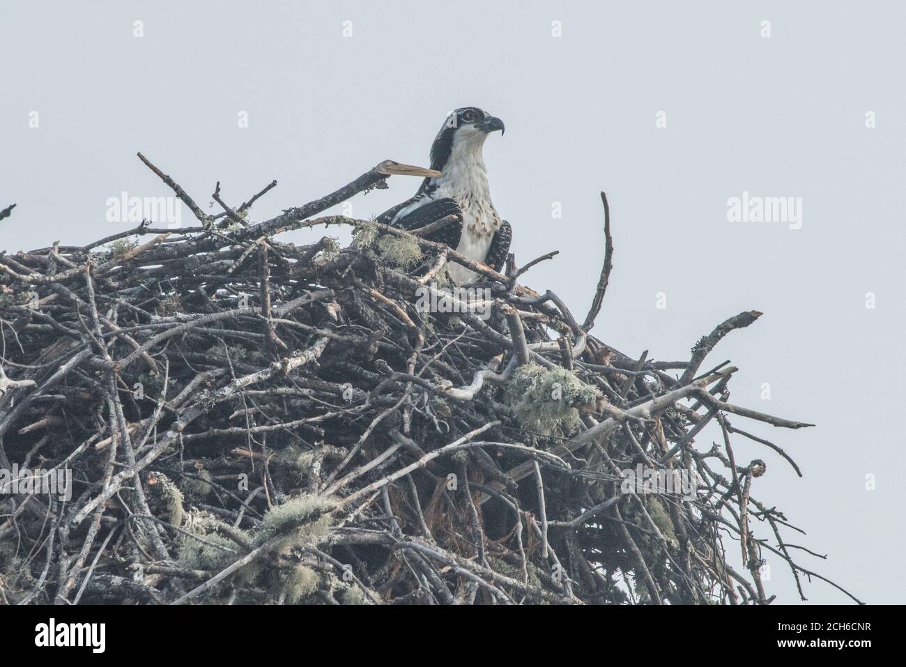 A wild osprey (Pandion haliaetus) sits in its massive nest by a lake in Mendocino County, California. Stock Photo