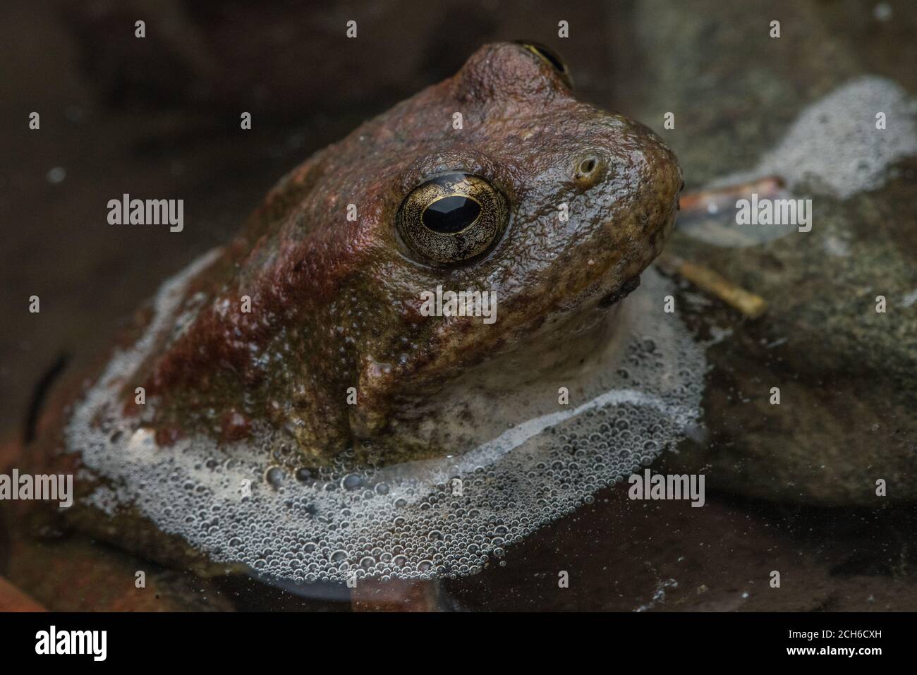 A yellow legged frog (Rana boylii) a threatened amphibian species from the West Coast in the USA. Stock Photo
