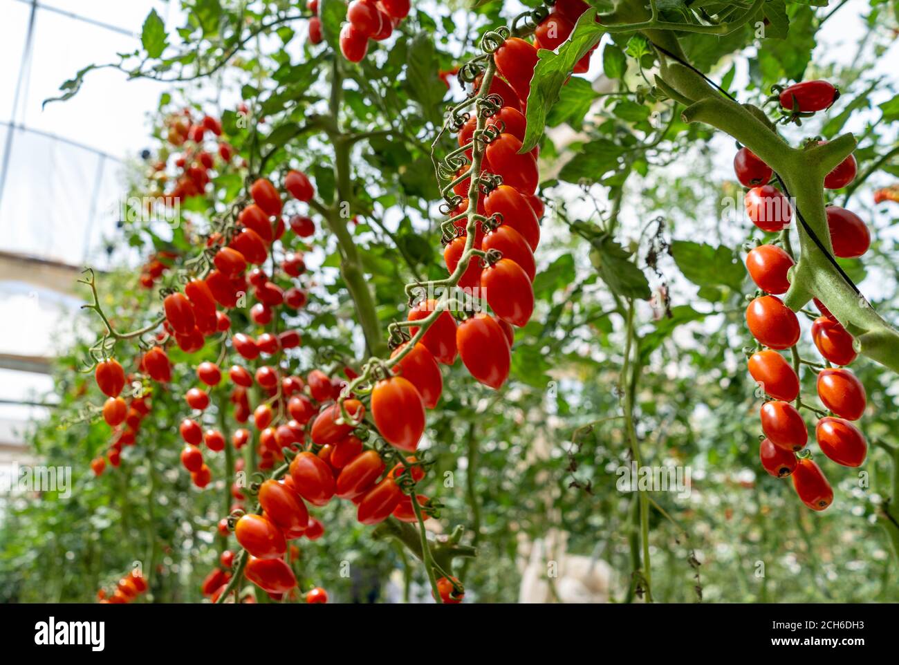 Tomaccio tomato hires stock photography and images Alamy