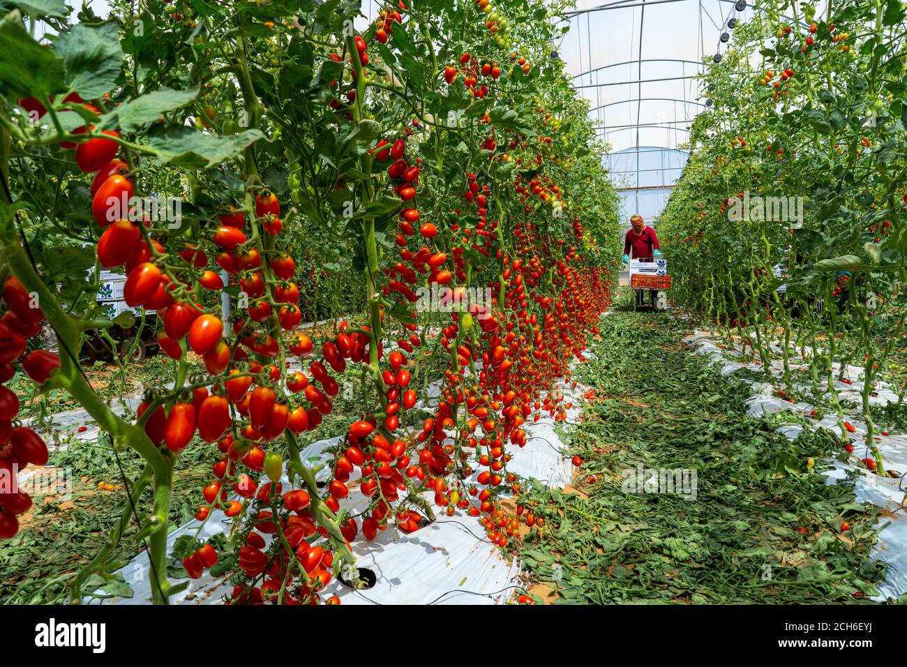 Tomato species hires stock photography and images Alamy