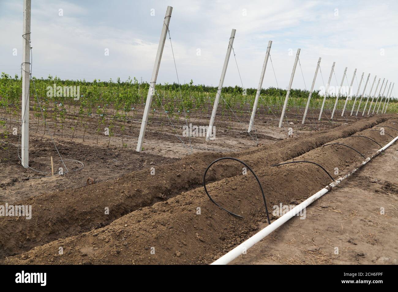 Installing irrigation system for an orchard Stock Photo Alamy