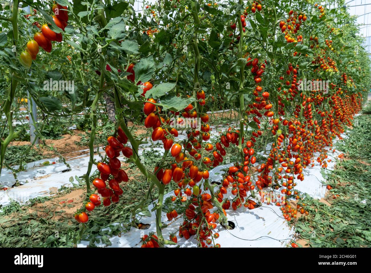 Scandinavian redcurrant and peruvian tomato - Buly 1803