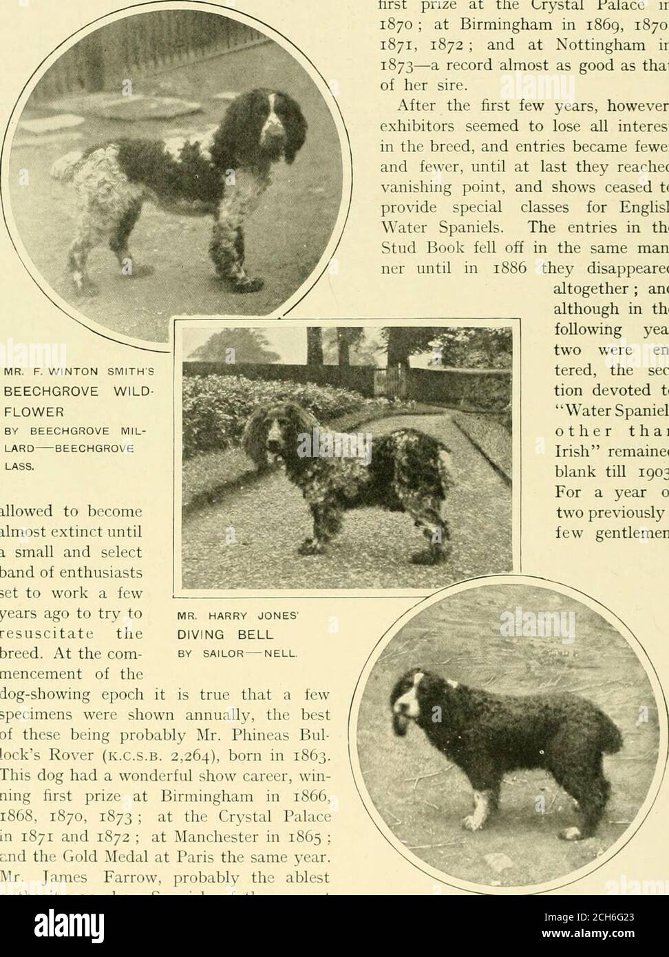 English water spaniel sales