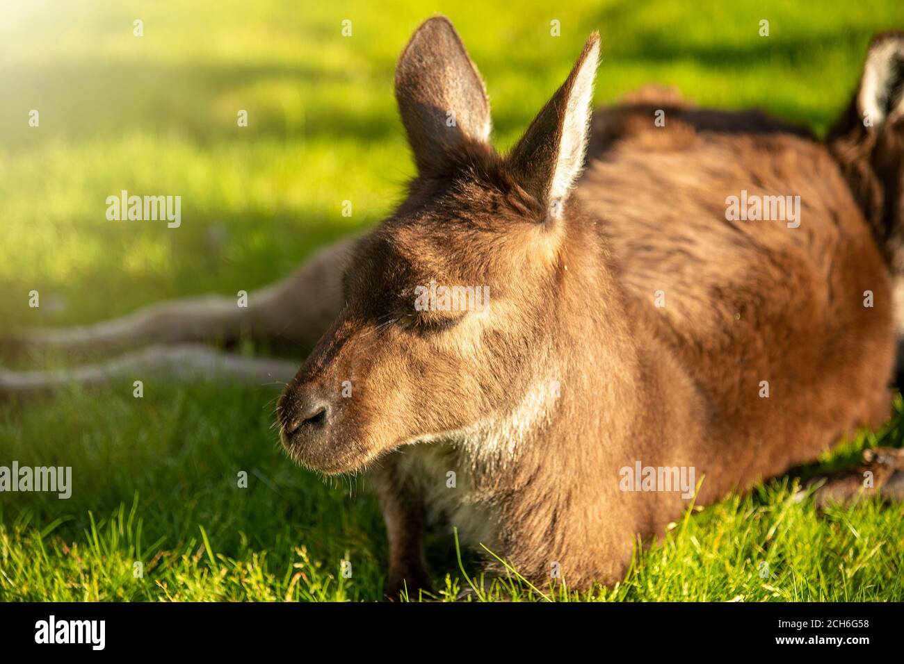 Relaxed kangaroo lying on the grass at sunset Stock Photo