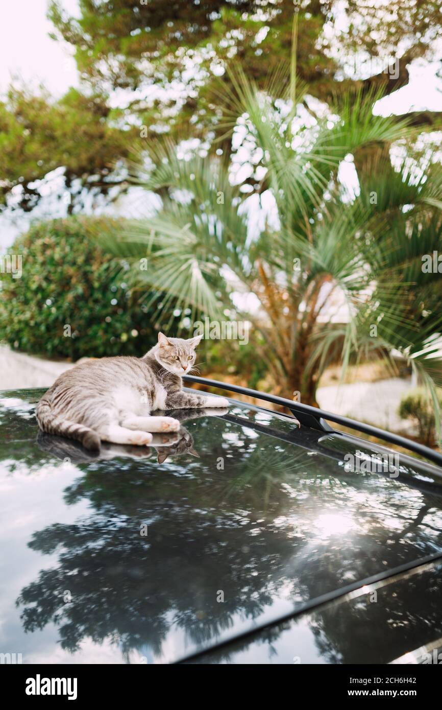 A gray tabby cat lies on the roof of a car in the shade of trees on a sunny day. Stock Photo