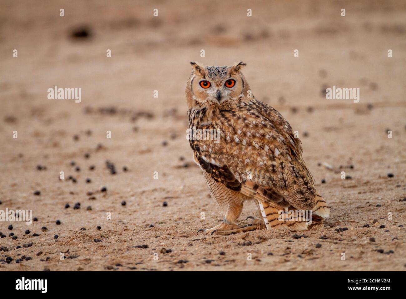 Pharaoh eagle-owl (Bubo ascalaphus) is a species of owl in the family Strigidae. At 46–50 centimetres (18–20 in) long, the Pharaoh eagle-owl is one of Stock Photo