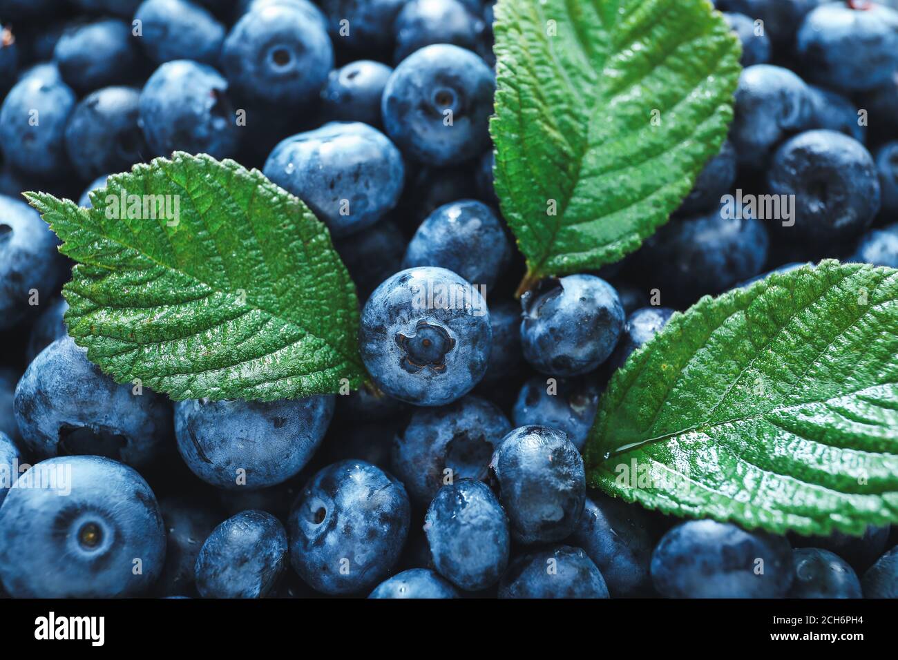 Really Ripe Blueberries Tasty ripe blueberry as background Stock Photo - Alamy