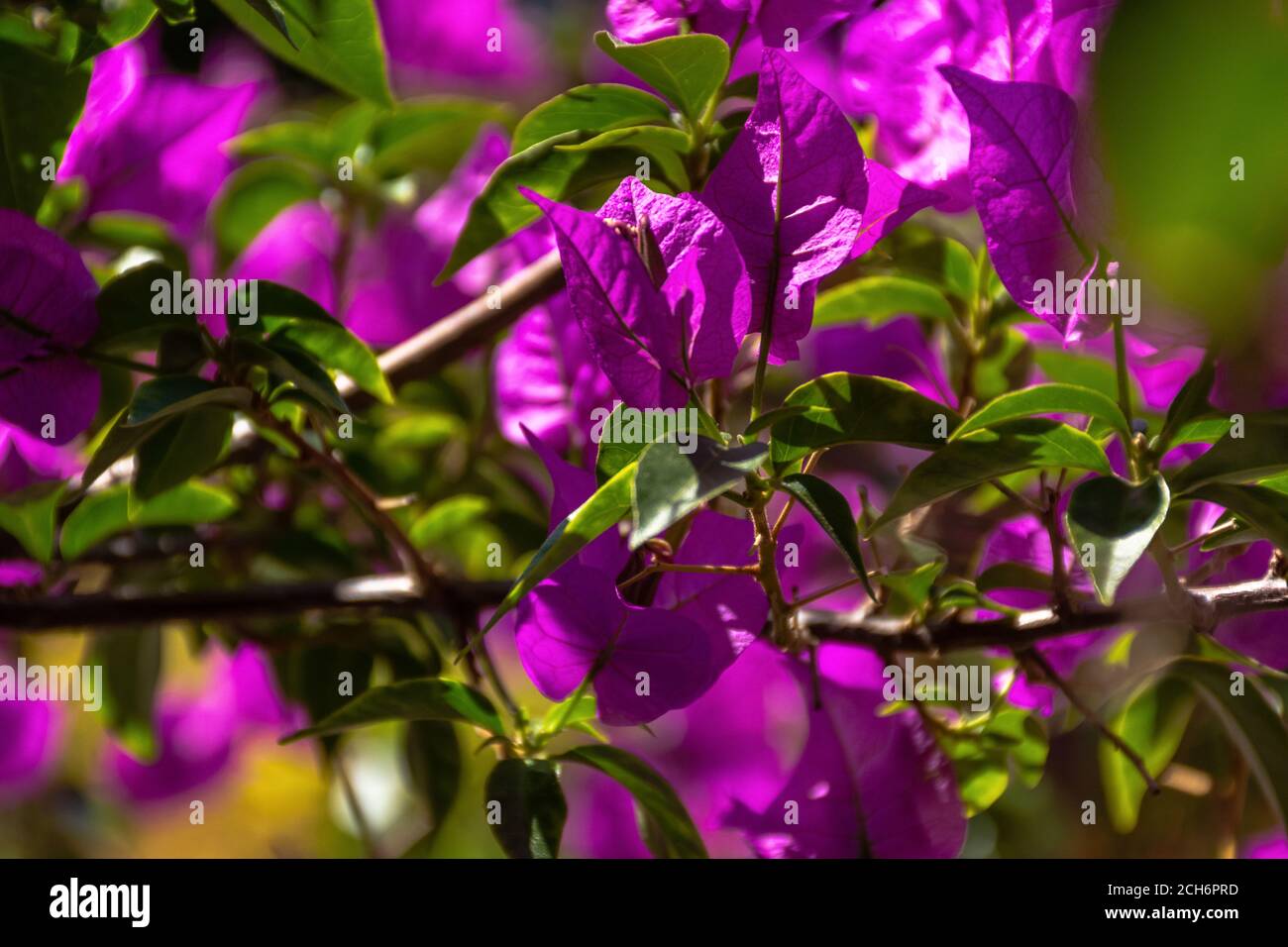 Bougainvillea lat. Bougainvillea close - up in the garden. Magenta bougainvillea flowers. Beautiful bright purple flower background. Atmospheric flowe Stock Photo