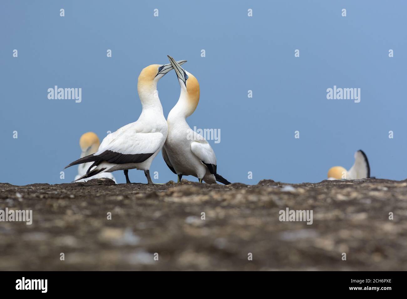 Picture shows Australasian gannet couple reuniting after separation. It is very common way to say welcome back, full of passion and love. Stock Photo
