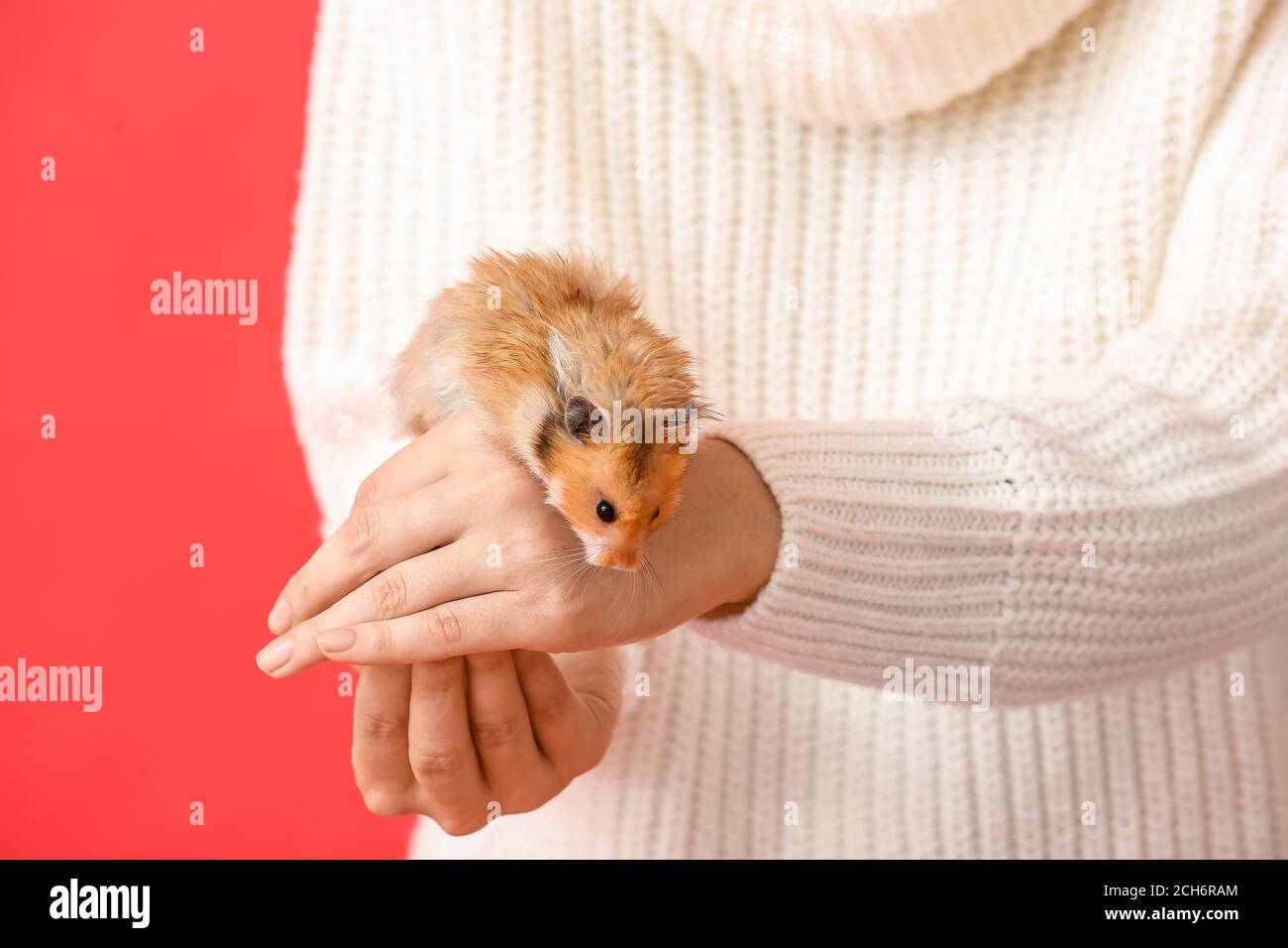 Woman with cute funny hamster on color background, closeup Stock Photo - Alamy Woman with cute funny hamster on color background, closeup Stock Photo - Alamy