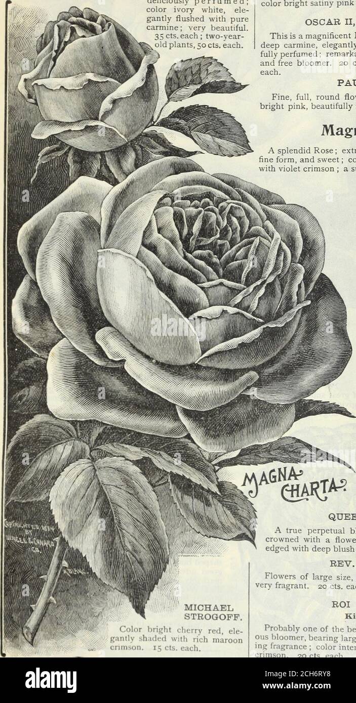 Our New Guide To Rose Culture 18 Ion It Is A Vigorous Healthy Grower Andblooms Freely At Short Intervals During The Whole Sea Son Besides Being A Valuable Novelty This