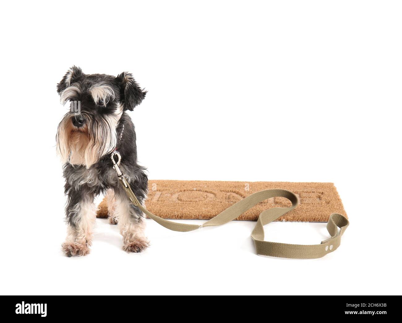 Cute dog with leash on white background Stock Photo - Alamy